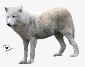 Transparent White Wolf Png - Arctic Wolf White Background, Png Download, Free Download