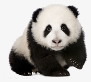 Baby Panda Png Download Image - Panda With Transparent Background, Png Download, Free Download