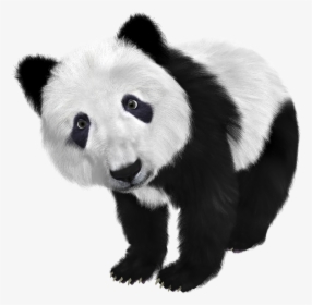 Giant Panda Black And White, HD Png Download, Free Download