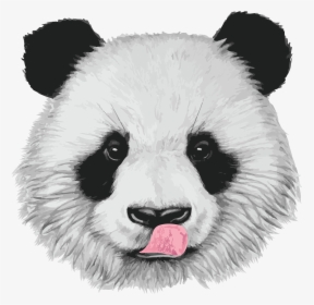 Www - Bamboolovers - Com - Realistic Baby Panda Drawings - Realistic Panda Face Drawing, HD Png Download, Free Download
