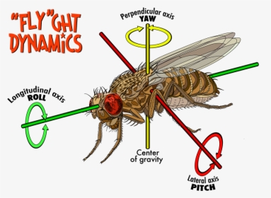 Clip Art Fruit Fly Flight The - Structure Of Fruit Fly, HD Png Download, Free Download