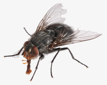Flies Png Hd - Small Fly Transparent, Png Download, Free Download