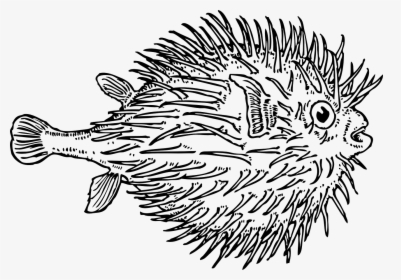 Blowfish Black And White, HD Png Download, Free Download