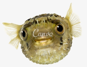 Clip Art Long Spine Porcupinefish Also - Pufferfish, HD Png Download, Free Download