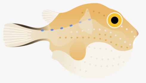 Boxfishes And Trunkfish, HD Png Download, Free Download