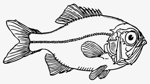 Ugly Fish Black White Line Art Coloring Book - Fish Clip Art, HD Png Download, Free Download