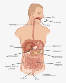 Esophagus Connection To Stomach, HD Png Download, Free Download