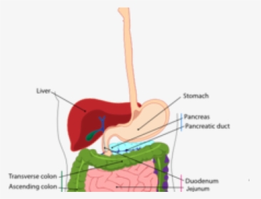 Esophagus Cliparts - Digestive System Diagram, HD Png Download, Free Download