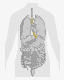 Heart Lungs Stomach And Brain In Our Body, HD Png Download, Free Download