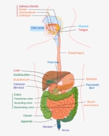 Digestive System Diagram Edit - Digestion Process, HD Png Download, Free Download