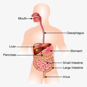 Pancreas On The Body, HD Png Download, Free Download