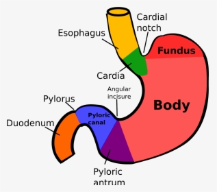 Anatomical Regions Of Stomach, HD Png Download, Free Download
