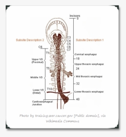 Division Of The Esophagus, HD Png Download, Free Download