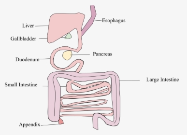 Platypus Don T Have Stomachs Diagram, HD Png Download, Free Download