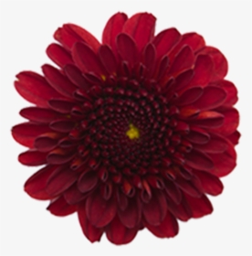 Click To Enlarge Image Red Button Ole2 - Maroon Flower In Png, Transparent Png, Free Download