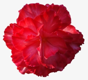 Real Flower Png - Real Flower Clipart, Transparent Png, Free Download