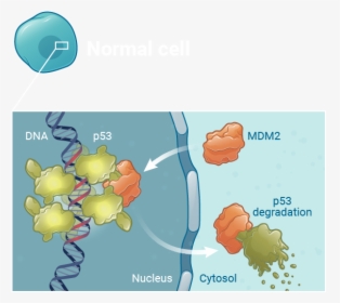 Mdm2 Normal Cells Kartos - Illustration, HD Png Download, Free Download