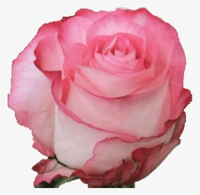 High And Candy Rose Flowers, HD Png Download, Free Download