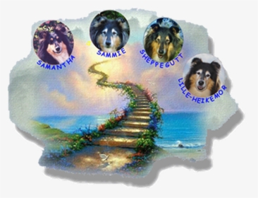 My Four Precious Collies Waiting At Rainbow Bridge - Spiritual World, HD Png Download, Free Download
