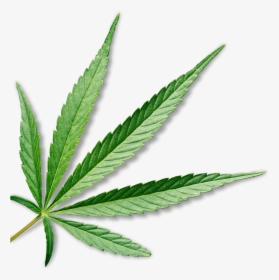 Transparent Marijuana Plant Png - Transparent Background Marijuana Leaf, Png Download, Free Download