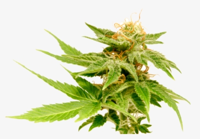 Transparent Marijuana Plant Clipart - Marijuana Plant Transparent Background, HD Png Download, Free Download