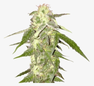 Cannabis - Transparent Background Weed Png, Png Download, Free Download
