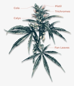 Cannabis Anatomy, HD Png Download, Free Download