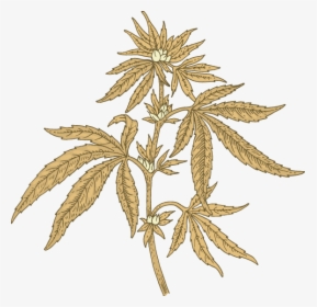 Pavot Cannabis, HD Png Download, Free Download