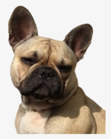 Transparent Diamond Dogs Png - French Bulldog, Png Download, Free Download