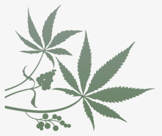 Cannabis-plant - Transparent Transparent Background Marihuana Png, Png Download, Free Download