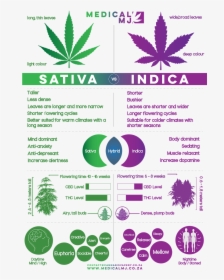 Sativa Vs Indiuca - Weed Strains Indica And Sativa, HD Png Download, Free Download