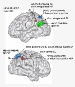 Sillon Intraparietal Hori - Numerical Cognition Parietal Lobes, HD Png Download, Free Download